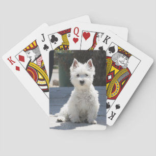 Västra höglands- Terriersitta för vit på Casinokort