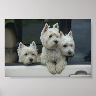 Västra höglands- vitTerriers Poster