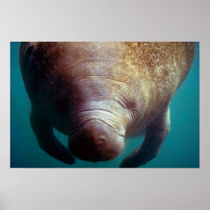 Västra indiskt (Florida) Manatee-undervattens- Poster