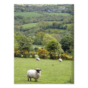 Västra Irland, Dinglehalvön, bred Fototryck
