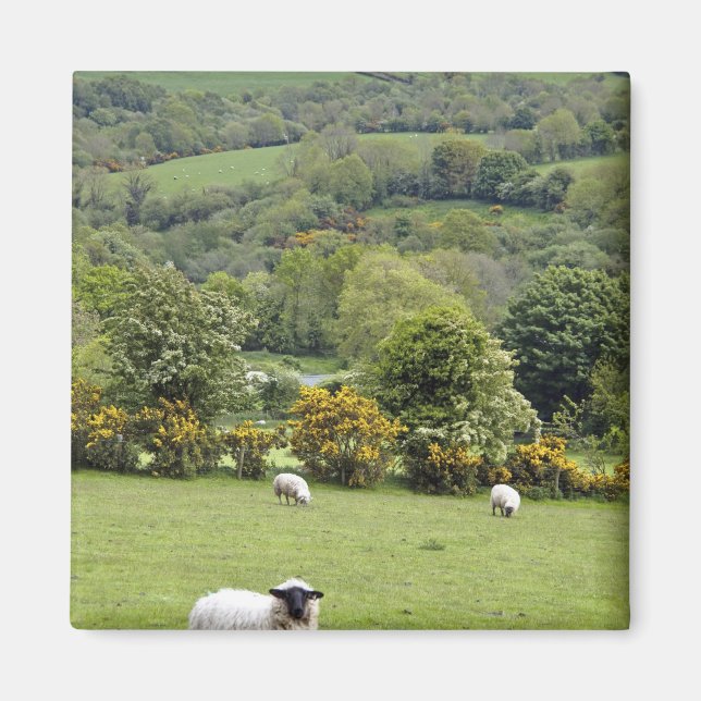 Västra Irland, Dinglehalvön, bred Magnet (Framsidan)