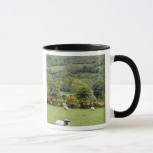 Västra Irland, Dinglehalvön, bred Mugg