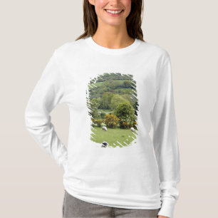 Västra Irland, Dinglehalvön, bred Tee
