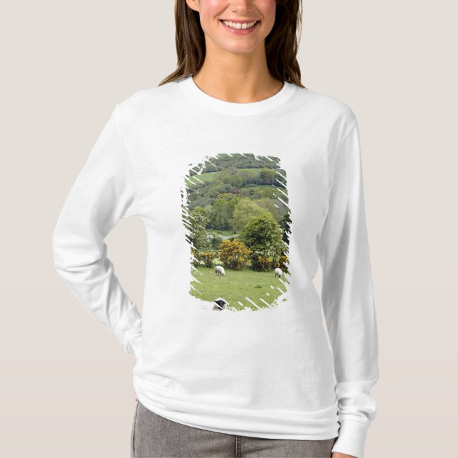 Västra Irland, Dinglehalvön, bred Tee (Framsida)