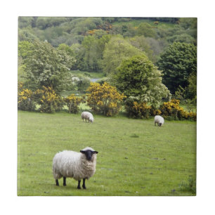 Västra Irland, Dinglehalvön Kakelplatta