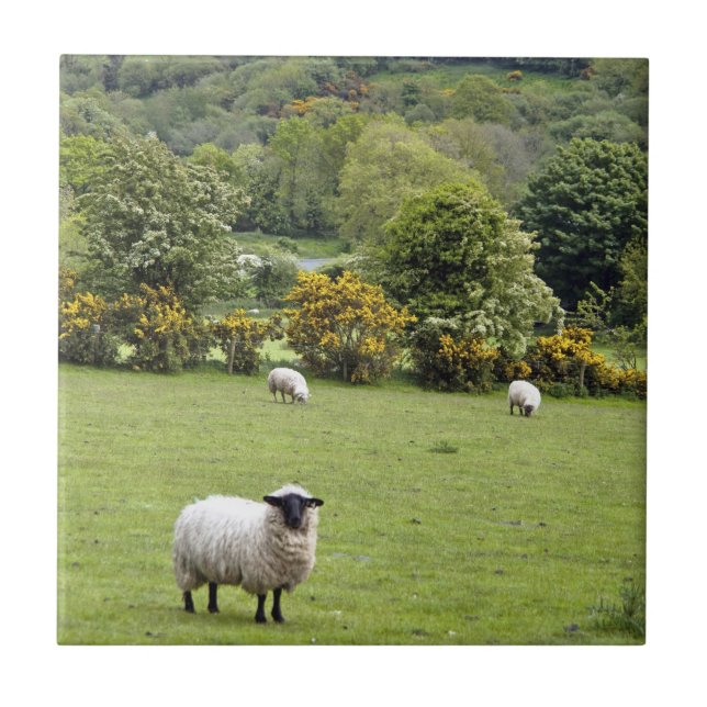 Västra Irland, Dinglehalvön Kakelplatta (Framsidan)