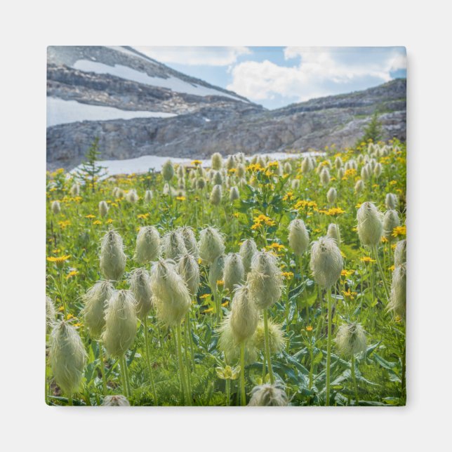 Västra Pulsatilla | Östra Kootenay-bergen Magnet (Framsidan)
