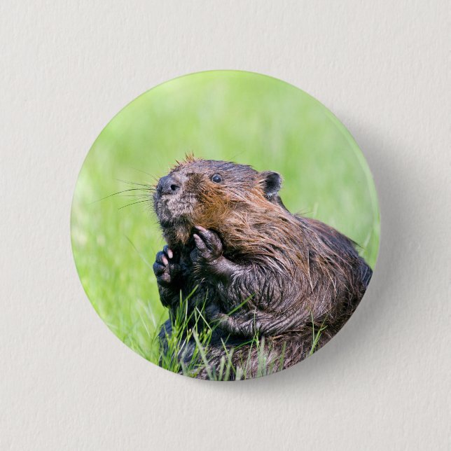 Våt bäver knapp (Framsida)