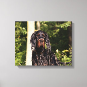 Våt Gordon Setter inslagen duk Canvastryck