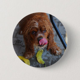Våt hund med en banan knapp