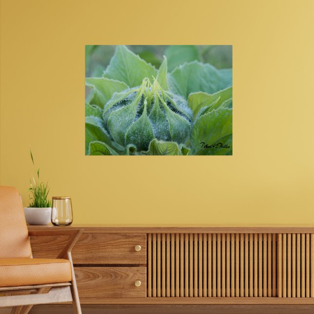 Våt solrosknopp närbildsfotografi poster (Vardagsrum 2)