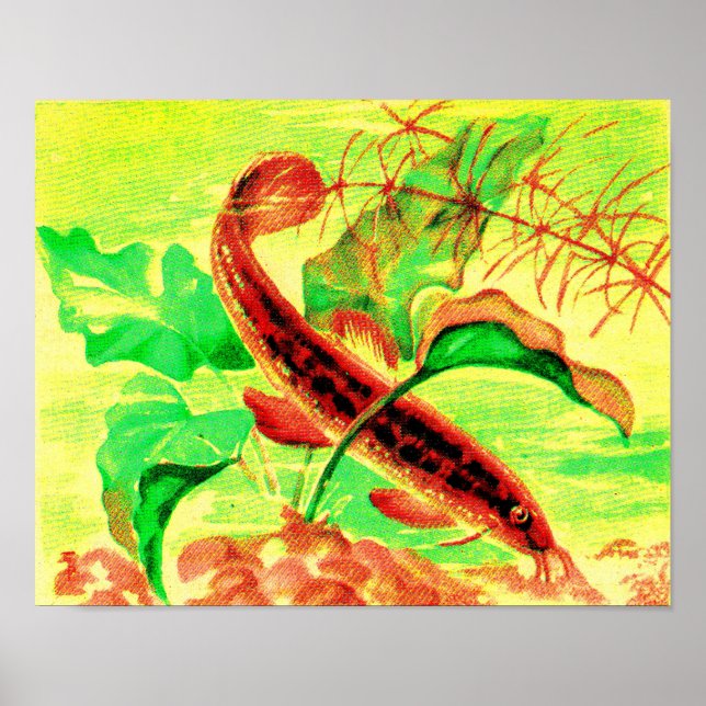 vätefiskavtryck poster (Framsidan)