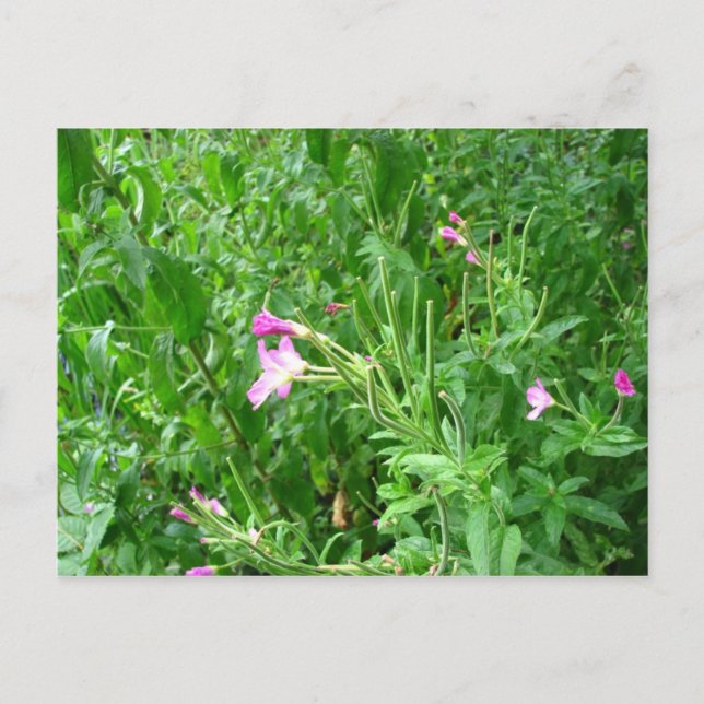 Vatermead Land Park-vykort Vykort (Framsida)