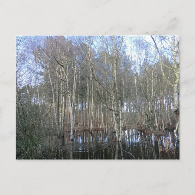Våtmarker i Delamere Forest Vykort (Framsida)