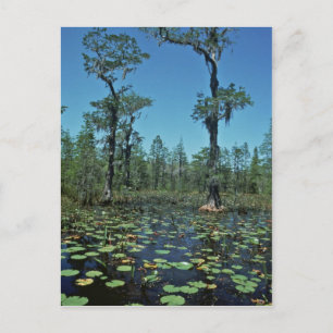 Våtmarker, Okefenokee National Wildlife Refuge Vykort