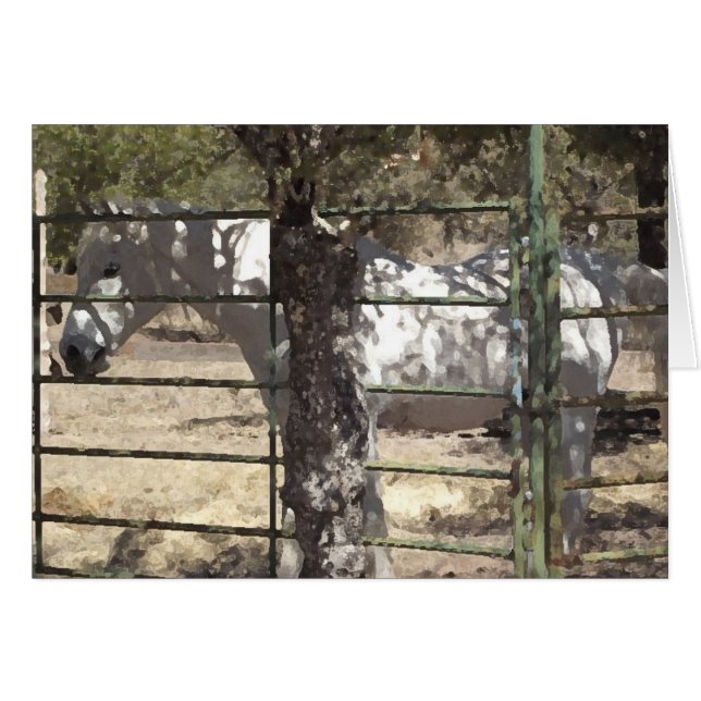 ’Vato’ Arabian Horse Hälsningskort (Framsidan Horizontal)