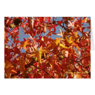 Vätskebärnstenlöv OBS Kort