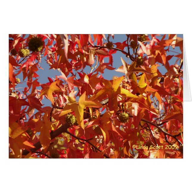 Vätskebärnstenlöv OBS Kort (Framsidan Horizontal)