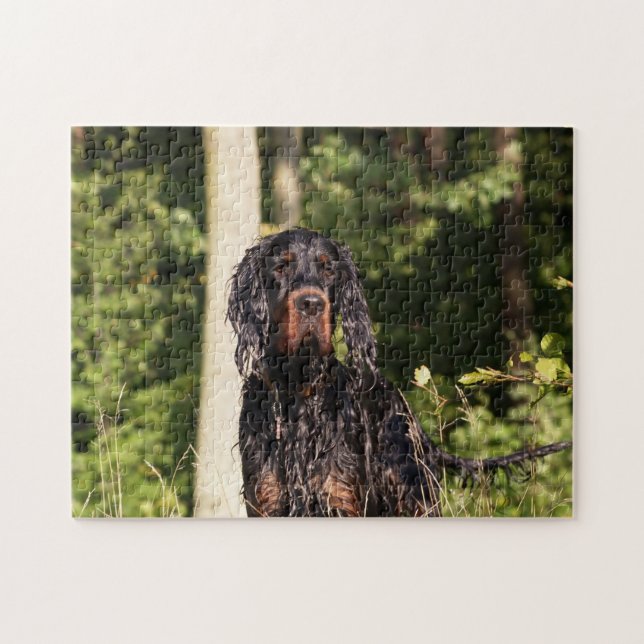 Vått pussel för Gordon Setter (Horisontell)