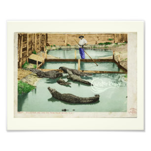 Vatten Baby Alligator Joe Fototryck