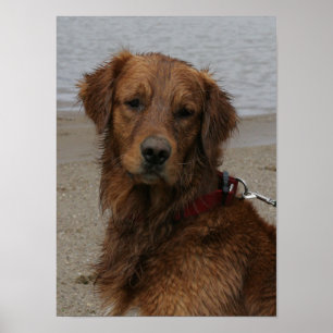 VATTEN BOY - GOLDEN RETRIEVER POSTER