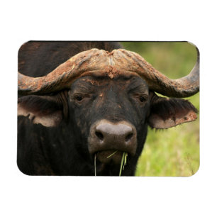 Vatten Buffalo Flexible Magnet