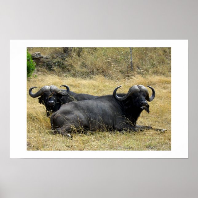VATTEN BUFFALO I KENYA POSTER (Framsidan)