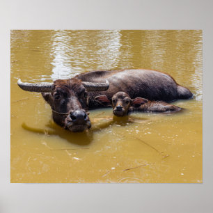 Vatten Buffalo och Calf Poster