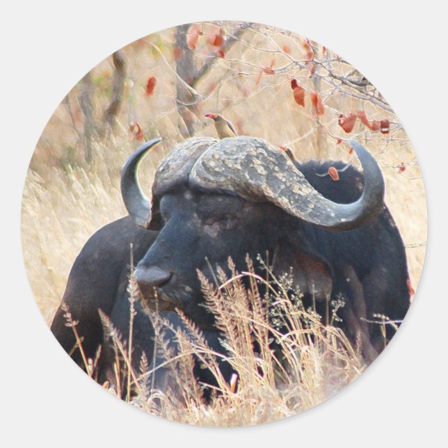 vatten buffalo runt klistermärke (Framsida)