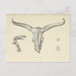 Vatten Buffalo Skull Horns Vykort