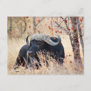 vatten buffalo vykort