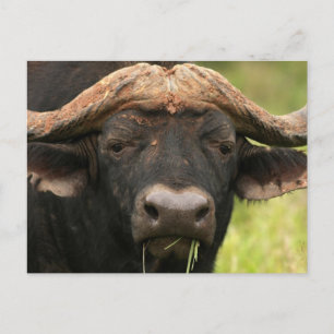 Vatten Buffalo-vykort Vykort