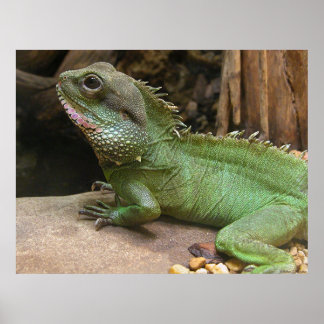 Vatten Dragon Poster