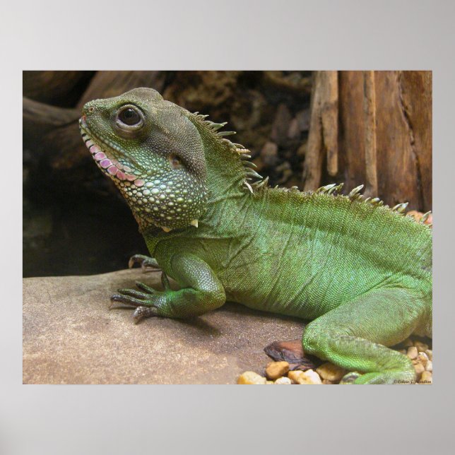 Vatten Dragon Poster (Framsidan)