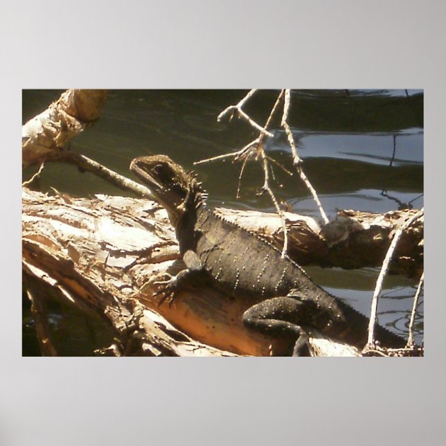 Vatten Dragon Poster (Framsidan)