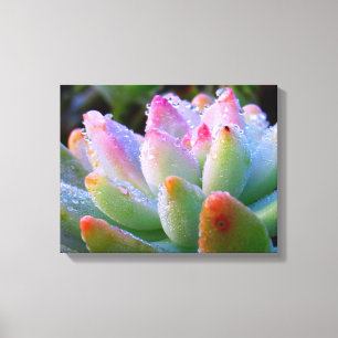 Vatten Drop Succulent Canvastryck