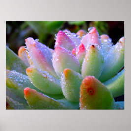 Vatten Drop Succulent Poster