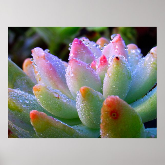 Vatten Drop Succulent Poster (Framsidan)