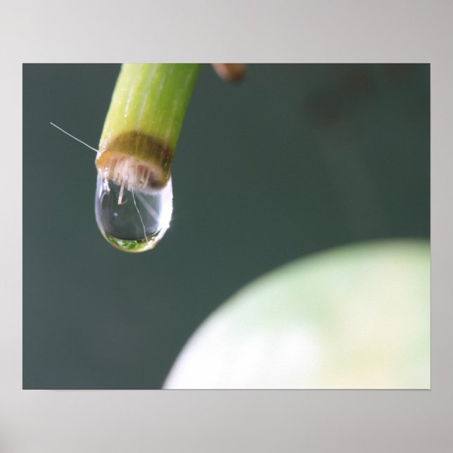 Vatten Dropp Poster (Framsidan)