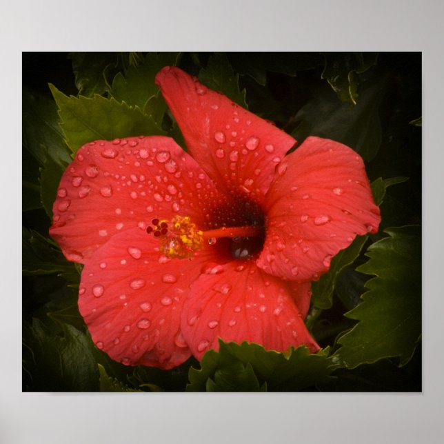 Vatten droppar på Hibiscus Poster (Framsidan)