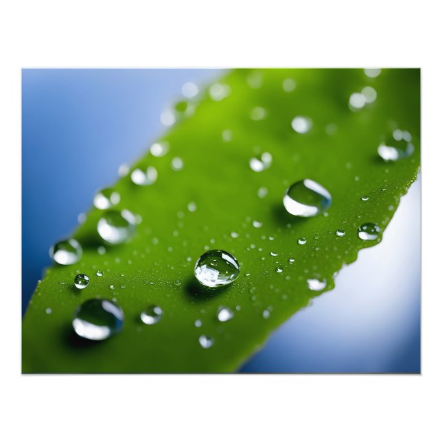 Vatten faller på löv fototryck (Framsidan)