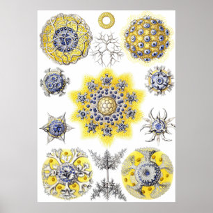 Vatten- för Haeckel för makroliv~ Amoeba ~ Poster