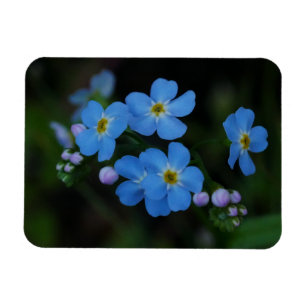 Vatten-Glöd-Me-not-Flowers Magnet