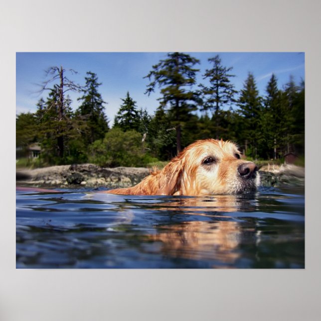 Vatten Hund - Utskrift av konst Poster (Framsidan)