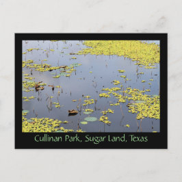 Vatten Hyacinth vid Cullinan Park, Sugar Land, Tex Vykort