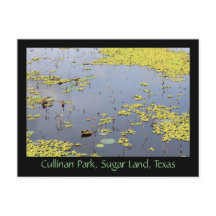 Vatten Hyacinth vid Cullinan Park, Sugar Land, Tex