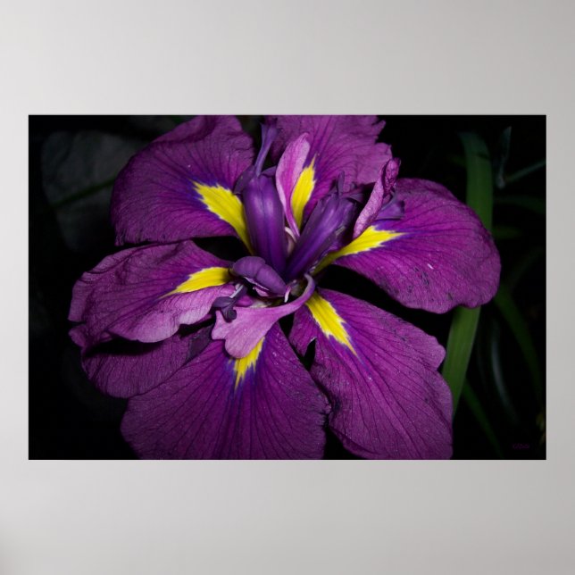 Vatten Iris 458 Poster (Framsidan)