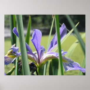 Vatten Iris på Pond Poster