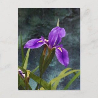 Vatten Iris Vykort