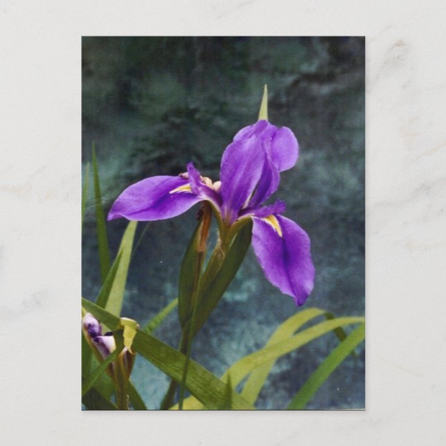 Vatten Iris Vykort (Framsida)